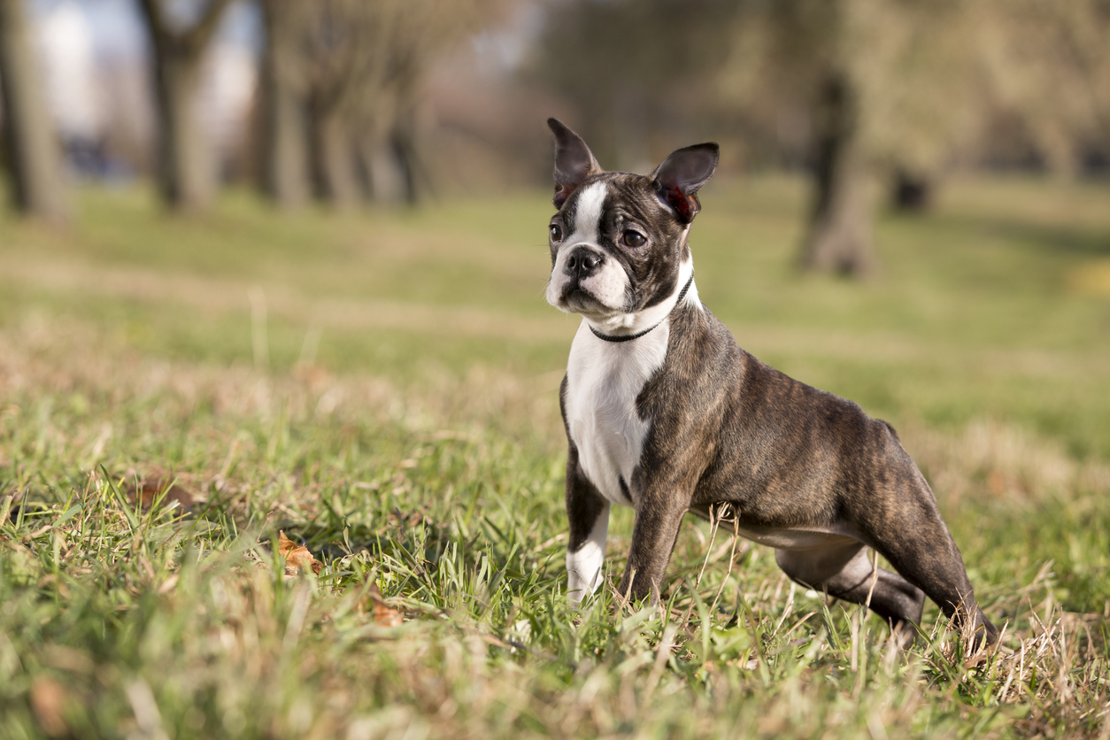 Bostonterrier