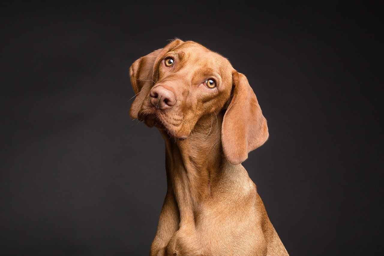 Innan du köper hund