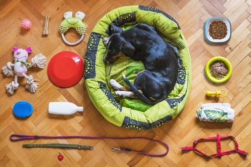 Saker du behöver när du skaffar hund